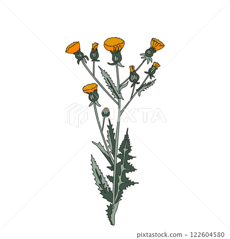 Botanical colorful wildflower isolated on white background. Hand drawn plant with stem, branches, leaves and flowers vector illustration. Graphic design for Birthday Wedding Invitation Greeting Card Botanical colorful wildflower isolated on white background. Hand drawn plant with stem, branches, leaves and flowers vector illustration. Graphic design for Birthday Wedding Invitation Greeting Card 122604580