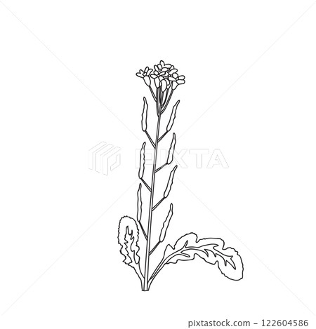 Botanical Line art wildflower isolated on white background. Hand drawn black and white outline plant with stem, leaves and flowers vector illustration.Graphic design for Birthday Wedding Greeting Card 122604586