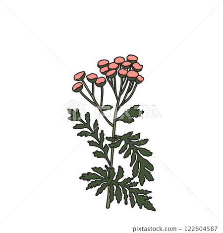 Botanical colorful wildflower isolated on white background. Hand drawn plant with stem, branches, leaves and flowers vector illustration. Graphic design for Birthday Wedding Invitation Greeting Card 122604587