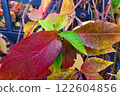 Vibrant Autumn Leaves Against Iron Fence for Seasonal Design and Decor 122604856