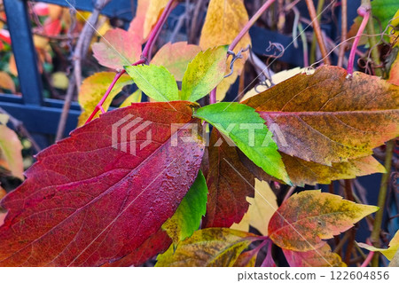 Vibrant Autumn Leaves Against Iron Fence for Seasonal Design and Decor Vibrant Autumn Leaves Against Iron Fence for Seasonal Design and Decor 122604856
