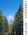 Bright Sunlit Forest Scene Featuring Majestic Evergreen Trees and Clear Blue Sky 122604861