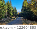 Tranquil Forest Pathway amidst Tall Pine Trees under Clear Blue Sky 122604863