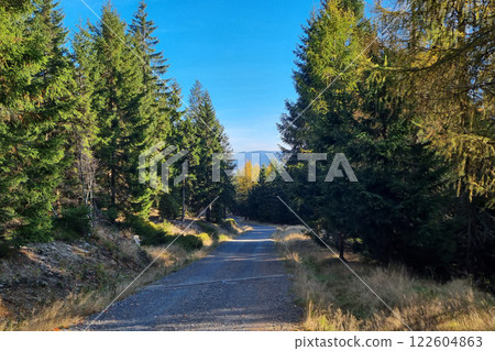 Tranquil Forest Pathway amidst Tall Pine Trees under Clear Blue Sky 122604863