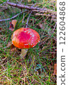 Vibrant Red Mushroom in Forest Setting for Nature Photography and Design 122604868