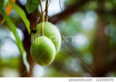 Closeup image of tropical fruits branch hanging on green tree background. 122605079