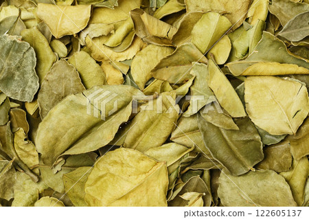 Top view closeup image of kafir lime leaves as food natural background. Thailand herbs and spices. 122605137