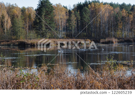 Autumn landscape with white swans on a forest lake Autumn landscape with white swans on a forest lake 122605239