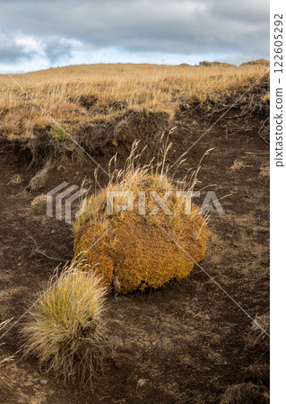 Bunches of autumn grass, Katla Geopark, Iceland 122605292