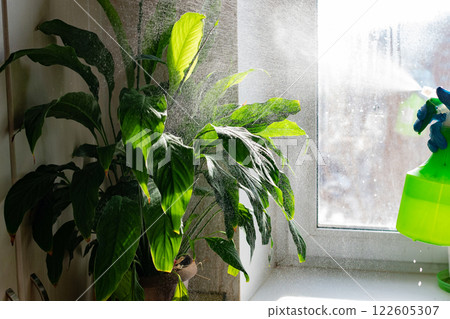 A hand holds a green spray bottle, misting water over lush indoor plants by a sunny window, creating a refreshing and healthy environment for plant care. A hand holds a green spray bottle, misting water over lush indoor plants by a sunny window, creating a refreshing and healthy environment for plant care. 122605307