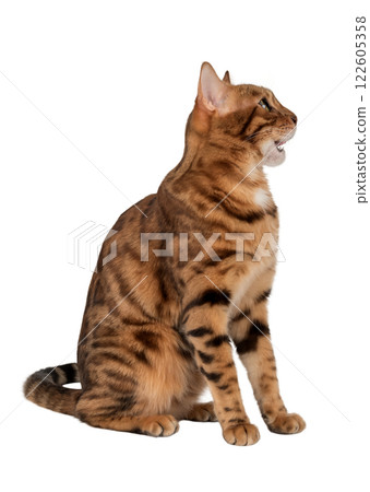 Bengal cat with open mouth. Bengal cat with open mouth. 122605358