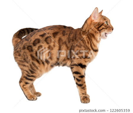 Bengal cat with open mouth. 122605359
