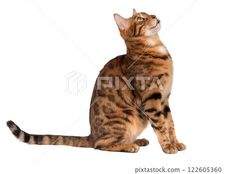 Bengal cat with open mouth. 122605360