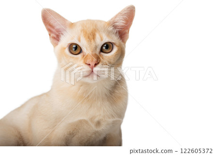Red Burmese kitten on transparent background. Red Burmese kitten on transparent background. 122605372