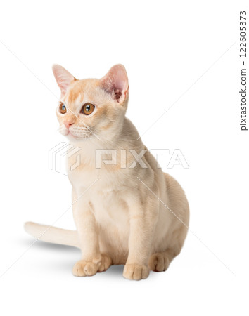 Red Burmese kitten on transparent background. 122605373