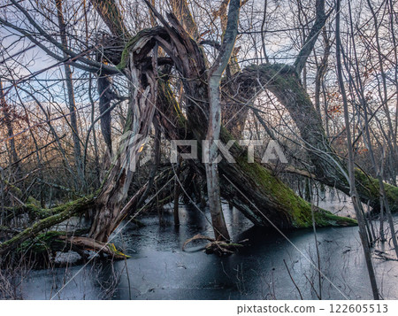 Moss-Covered Fallen Tree in a Serene Forest Landscape 122605513