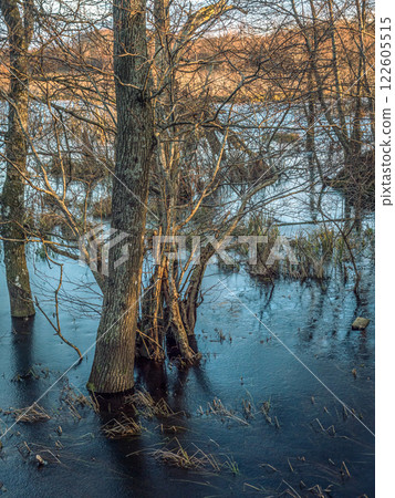 Frozen Woodland Landscape With Trees Reflecting on the Ice-Covered Water 122605515
