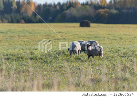 Sheep grazing on a sunny autumn day Sheep grazing on a sunny autumn day 122605554