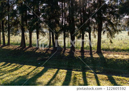 Row of trees with long shadow lines Row of trees with long shadow lines 122605592