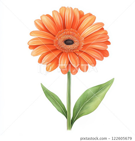 bright orange gerbera daisy with vibrant petals and green leaves, showcasing its beauty and elegance. This floral object adds cheerful touch to any setting 122605679