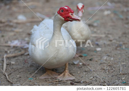 The white Duck is stay in dry garden 122605781