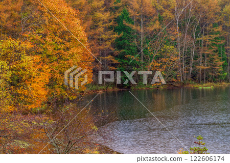 [Nagano Prefecture] Mishaka Pond and autumn leaves on a rainy day 122606174