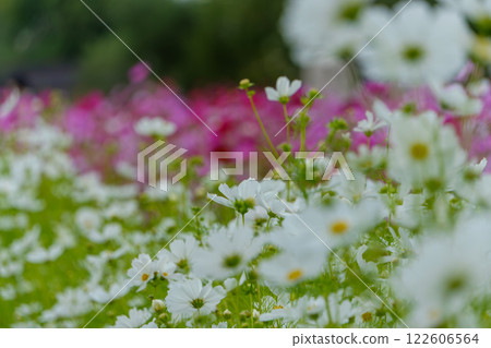 白色和粉紅色的波斯菊秋景 白色和粉紅色的波斯菊秋景 122606564