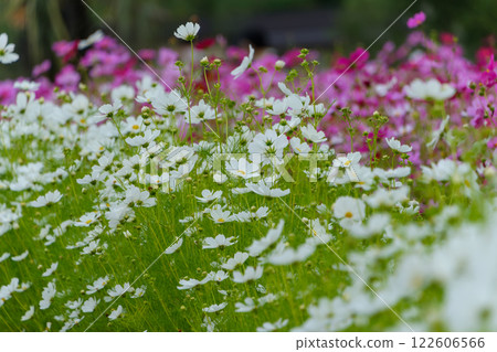 白色和粉紅色的波斯菊地毯 白色和粉紅色的波斯菊地毯 122606566