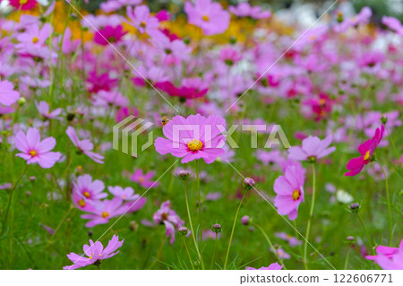 Pink cosmos in full bloom in autumn 122606771