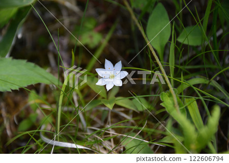 [Japanese alpine plants] Tsumatorisou (Mount Nyukasa 2023) 122606794