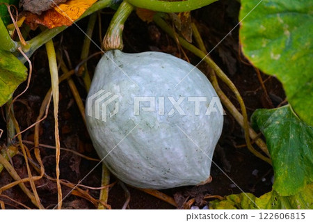Snow-covered pumpkins, squash, home garden Snow-covered pumpkins, squash, home garden 122606815