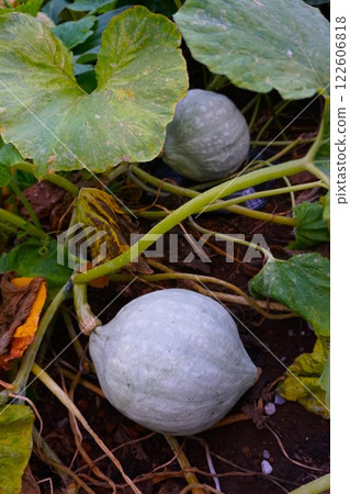 雪覆蓋的南瓜、櫛瓜、家庭花園 122606818