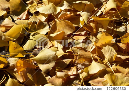 The ginkgo trees are falling, creating a yellow carpet at the site of the former Goyosui waterway The ginkgo trees are falling, creating a yellow carpet at the site of the former Goyosui waterway 122606880