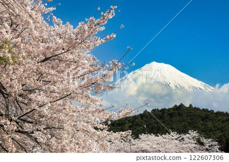 富士市岩本山公園的櫻花與富士山 富士市岩本山公園的櫻花與富士山 122607306