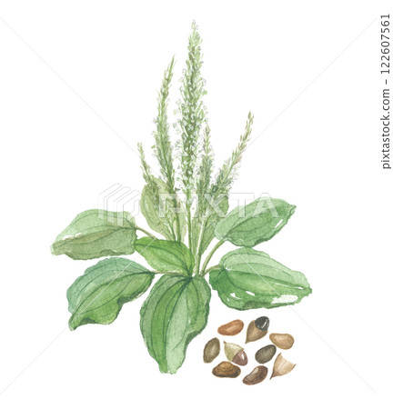 用水彩畫的車前草花和種子 用水彩畫的車前草花和種子 122607561