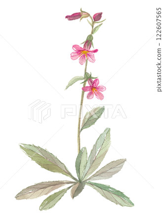 地黃水彩畫 地黃水彩畫 122607565