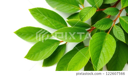 Close-up of fresh green leaves with visible veins and red stems on white background, creating natural and vibrant composition 122607566