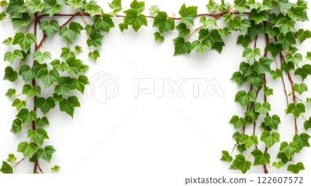 Green ivy branches with fresh leaves on white background. Natural plant decoration with copy space for design and print 122607572