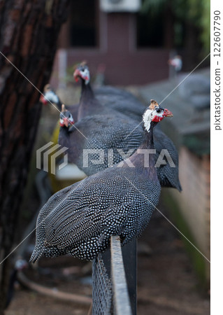 Cute peahen bird outdoors portrait 122607790