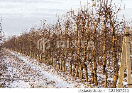 A serene apple orchard blanketed in pristine snow 122607953