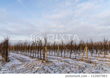 Passage between rows of young apple trees 122607963