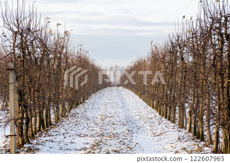 Passage between rows of young apple trees 122607965