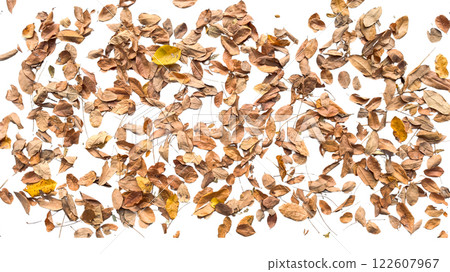 Dried leaves with intricate veins and curled edges is isolated on a white background with clipping paths. This image represents the cycle of nature, autumn and change. Dried leaves with intricate veins and curled edges is isolated on a white background with clipping paths. This image represents the cycle of nature, autumn and change. 122607967
