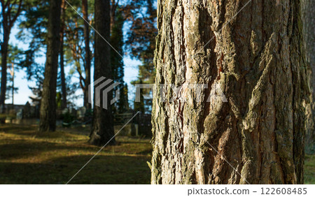 The trunk of a pine tree with rough bark is illuminated by a beam of sun from the left 122608485