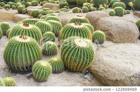 a group of huge round cacti growing on stones a group of huge round cacti growing on stones 122608489