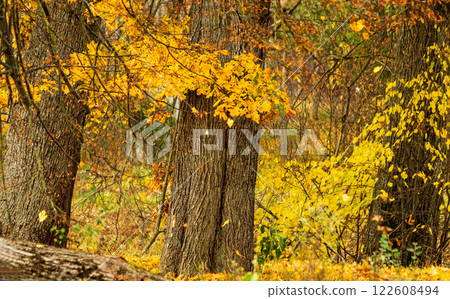 Old lime trees in the park shed their leaves in October Old lime trees in the park shed their leaves in October 122608494