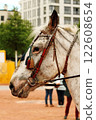 White horse head in decorative harness taken close-up.  122608654