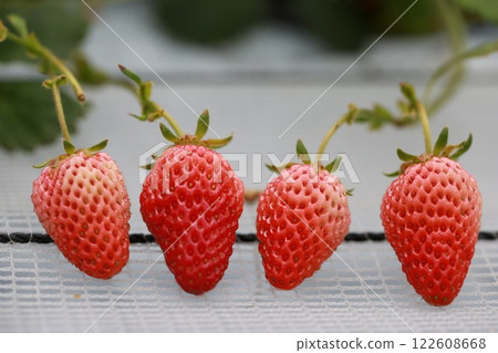 溫室裡種植的草莓 122608668