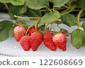 草莓在溫室中慢慢成熟 122608669