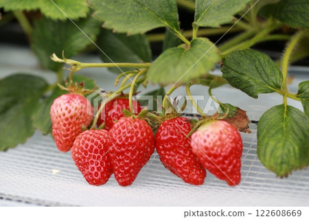 草莓在溫室中慢慢成熟 122608669